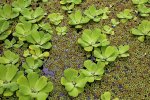 Watersla, Pistia stratiotes i.c.m. veelwortelig kroos, Spirodela polyrhiza (Foto Wikimedia Commons, W. Bulach)