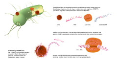 Het CRISPR-Cas-mechanisme werd ontdekt in E.coli. Deze bacterie gebruikt het mechanisme als verdediging tegen virussen.