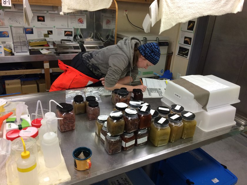 Captured animals are carefully stored and labelled for further research in the home laboratory (© Marin van Regteren)