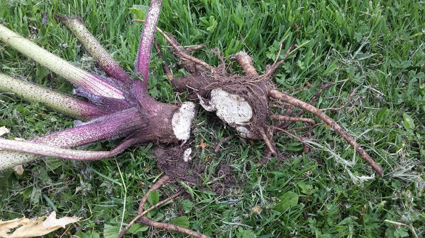 Cut the plant just below the growing point at approximately 15 to 20 cm below the ground.