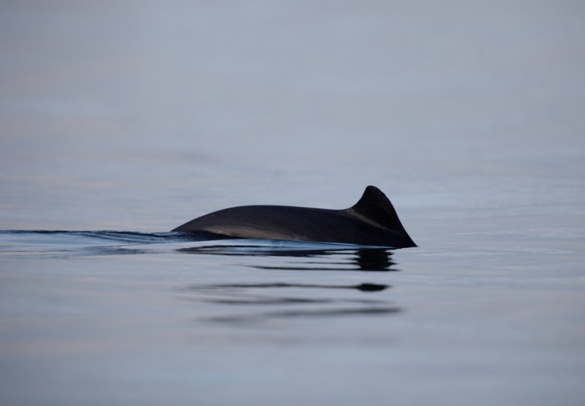 Bruinvis (foto: Shutterstock)