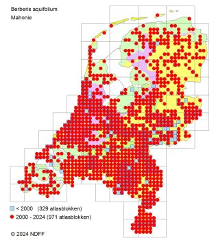 Verspreidingskaart Mahonie