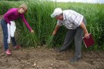 Figure 6. Switchgrass row spacing experiments in Yaltushka, Ukraine. 