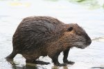 Beverrat (Myocastor coypus) (Foto: Philippe Amelant, Wikimedia Commons, 2006)