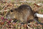 Beverrat (Myocastor coypus) (Foto: Phonon.b, Wikimedia Commons, 2020)