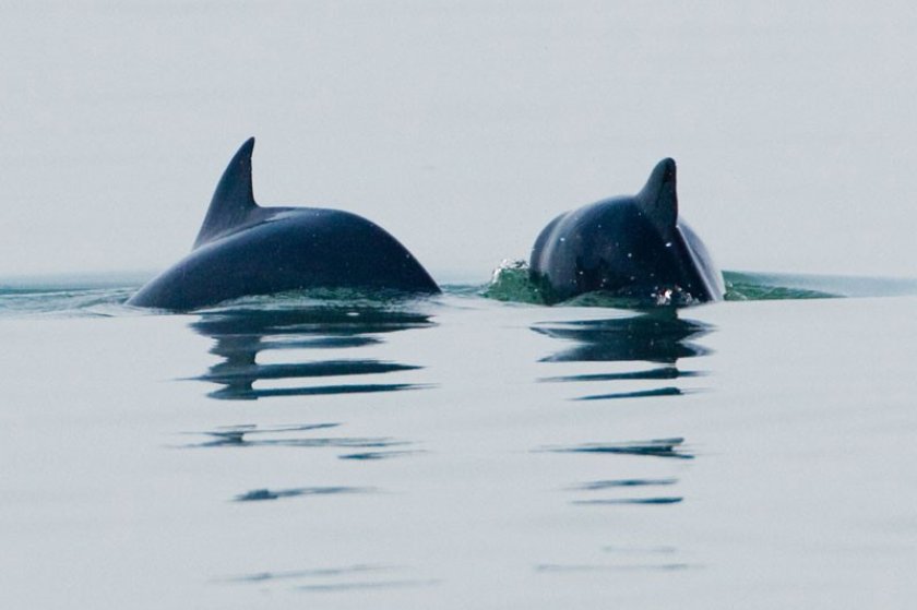 The North Sea is a living ecosystem. Photo: Wouter Jan Strietman.