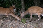 Sikahert (Cervus Nippon) (Foto: Motohiro Sunouchi, Wikimedia Commons, 2017)
