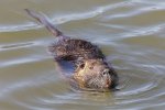 Zwemmende beverrat (Myocastor coypus) (Foto: Basile Morin, Wikimedia Commons, 2017)