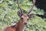 Sikahert met gewei (Cervus Nippon) (Foto: Alpsdake, Wikimedia Commons, 2021)