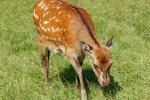 Sikahert (Cervus Nippon) (Foto: H. Zell, Wikimedia Commons, 2021)