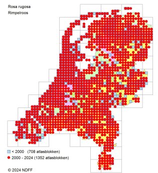 verspreidingskaart rimpelroos 2024