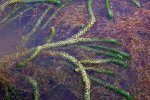 Verspreidbladige waterpest, Zeeland (Foto Willemien Troelstra)