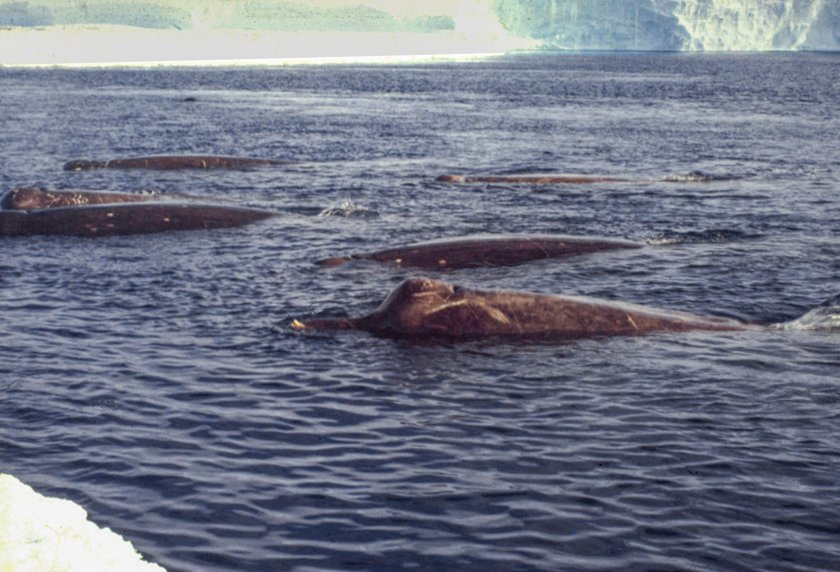 Een prachtige foto van zuidelijke zwarte dolfijnen nabij het landvast ijs in de Drescher Inlet, Antarctica, gemaakt in 1990 © Joachim Plötz