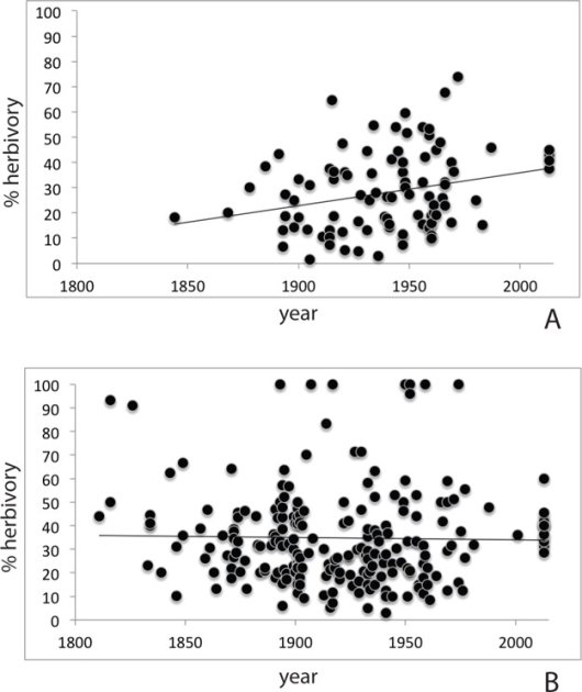 Vraat door insecten aan Amerikaanse vogelkers is toegenomen (boven) en zit nu op hetzelfde niveau als Europese vogelkers (onder) (Bron Schilthuizen 2016)