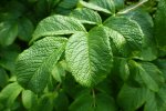 Detail blad rimpelroos (Rosa rugosa) (Foto: Ecopedia, z.j.)