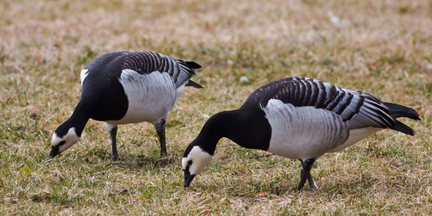 Via trekvogels komt het virus ook terecht bij varkens die buiten rondscharrelen  