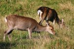 Sikahert (Cervus Nippon) (Foto: Malene Thyssen, Wikimedia Commons, 2005)