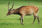 Sikahert (Cervus Nippon) (Foto: Lilly M, Wikimedia Commons, 2007)