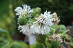 Detail bloem smalle theeplant (Gymnocoronis spilanthoides) (Foto: Edwin Dijkhuis, Verspreidingsatlas, z.j.)