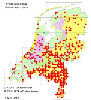 Verspreidingskaart Westerse karmozijnbes