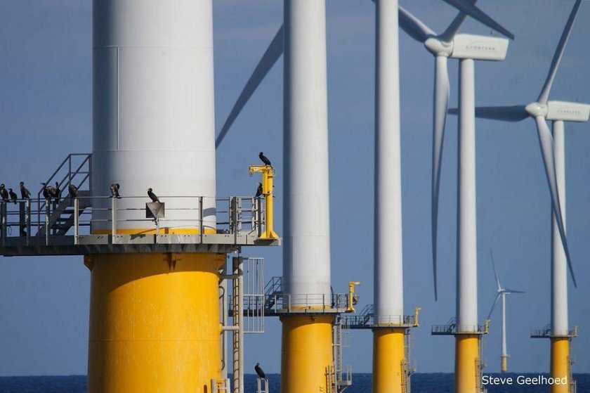 Aalscholvers in een windpark (foto: Steve Geelhoed)