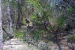 Hakea (Hakea sericea) met zaaddozen (Foto: John Tann, Wikimedia Commons, 2008)